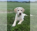 Image preview for Ad Listing. Nickname: Lab puppies