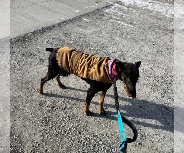 Medium Photo #15 Doberman Pinscher Puppy For Sale in Buffalo, MN, USA