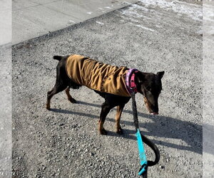 Nellie Adoption Pending! - Female Doberman Pinscher Dog for Adoption - Photo #15
