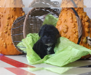 Aussiedoodle-Poodle (Toy) Mix Puppy for sale in EVART, MI, USA