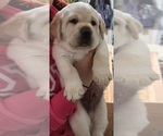Small Photo #8 Labrador Retriever Puppy For Sale in NORTH ATTLEBORO, MA, USA