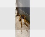 Small #3 Boxer