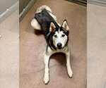 Small #2 Siberian Husky