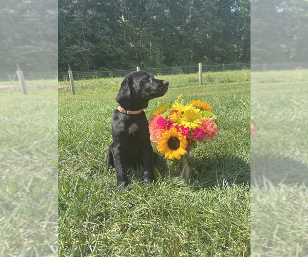 Medium Photo #3 Labrador Retriever Puppy For Sale in NEOLA, WV, USA