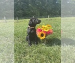 Small #2 Labrador Retriever