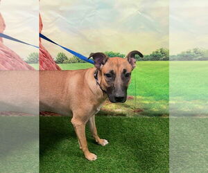 Black Mouth Cur-Unknown Mix Dogs for adoption in Euless, TX, USA