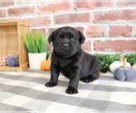 Small #2 Labrador Retriever