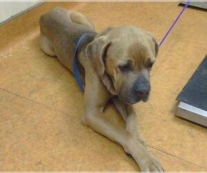 Mutt Dogs for adoption in Sacramento, CA, USA