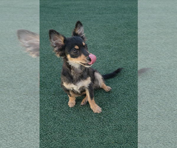 Medium Photo #6 Chihuahua-Unknown Mix Puppy For Sale in La Verne, CA, USA