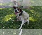 Small #1 Mutt
