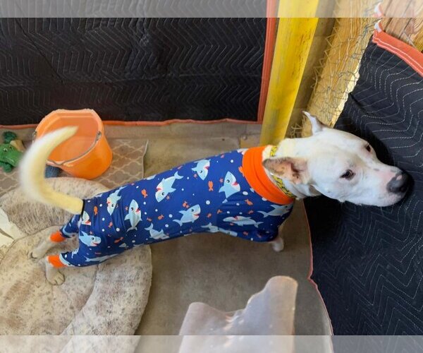 Medium Photo #6 Argentinian Mastiff-Unknown Mix Puppy For Sale in Williamsburg, NM, USA