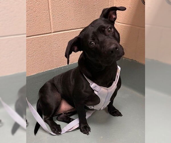 Medium Photo #2 Labrador Retriever-Unknown Mix Puppy For Sale in Canton, CT, USA