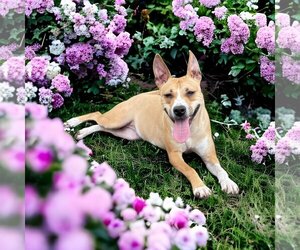 Labrador Retriever-Staffordshire Bull Terrier Mix Dogs for adoption in Missouri City, TX, USA