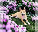 Small Photo #1 Labrador Retriever-Staffordshire Bull Terrier Mix Puppy For Sale in Missouri City, TX, USA