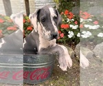 Small #4 Great Dane