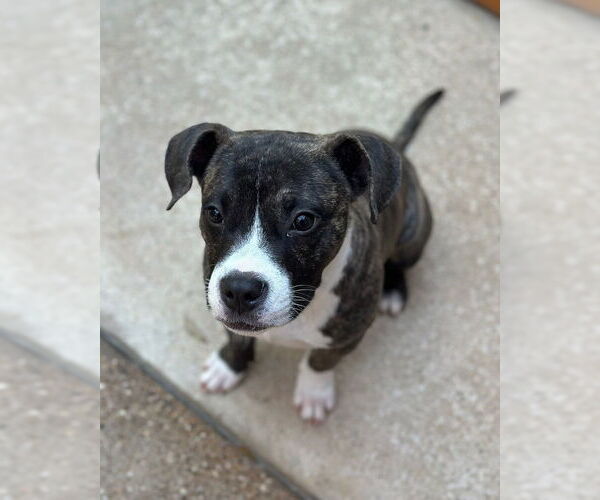 Medium Photo #1 American Staffordshire Terrier-Boxer Mix Puppy For Sale in Oak Bluffs, MA, USA