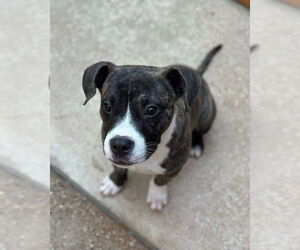 American Staffordshire Terrier-Boxer Mix Dogs for adoption in Oak Bluffs, MA, USA