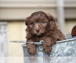 Small Photo #19 Pom-A-Poo Puppy For Sale in BREMEN, IN, USA