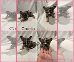 Puppy Cruella French Bulldog