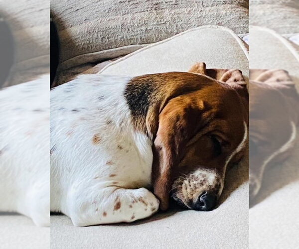 Medium Photo #1 Basset Hound Puppy For Sale in Valrico, FL, USA
