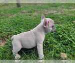Small Photo #2 French Bulldog Puppy For Sale in QUAPAW, OK, USA