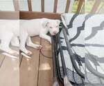 Small Photo #29 American Bully Puppy For Sale in FRIDLEY, MN, USA