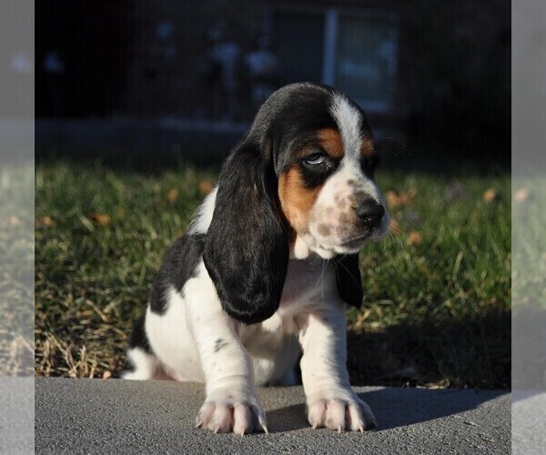 Medium Photo #1 Basset Hound Puppy For Sale in COLORADO SPRINGS, CO, USA