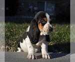 Puppy 2 Basset Hound