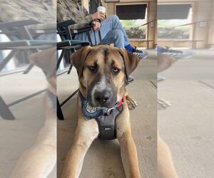 Duke - Male Great Dane-Unknown Mix Dog for Adoption - Photo #2
