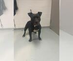 Small American Pit Bull Terrier