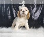 Small #3 Cocker Spaniel