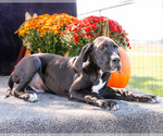 Small Photo #61 Great Dane Puppy For Sale in WAKARUSA, IN, USA