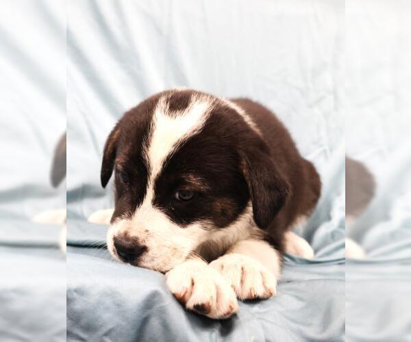 Medium Photo #1 Mutt Puppy For Sale in Thief River Falls, MN, USA