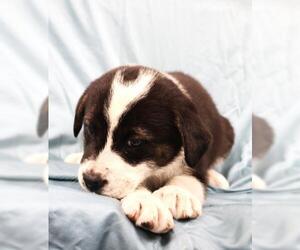 Mutt Dogs for adoption in Thief River Falls, MN, USA