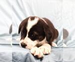 Small Mutt