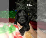 Small Photo #7 Goldendoodle Puppy For Sale in ARTESIA, CA, USA