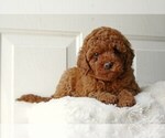 Small Photo #8 English Cocker Spaniel-Poodle (Miniature) Mix Puppy For Sale in SALEM, MO, USA
