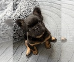 Small #1 French Bulldog