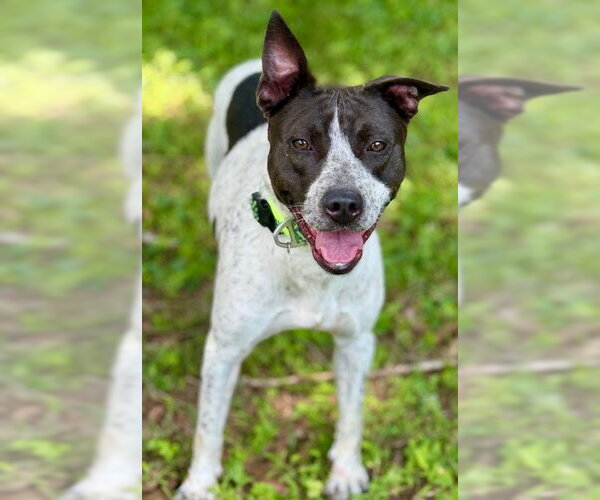 Medium Photo #6 American Staffordshire Terrier Puppy For Sale in Cranford, NJ, USA
