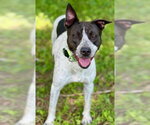 Small #5 American Staffordshire Terrier