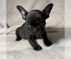 French Bulldog Puppy for sale in JOHNS ISLAND, SC, USA