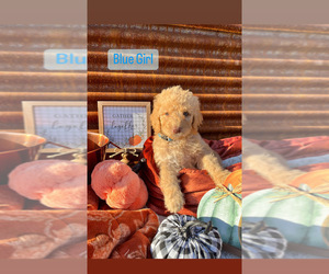 Goldendoodle Puppy for Sale in TUCSON, Arizona USA