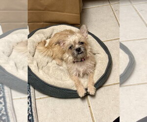 Brussels Griffon Dogs for adoption in Marina Del Rey, CA, USA