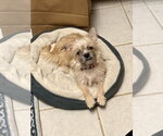 Small Brussels Griffon