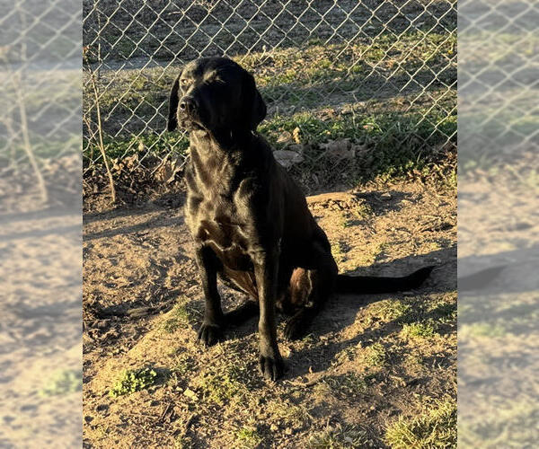 Medium Photo #5 Mutt Puppy For Sale in Wakefield, RI, USA