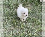 Small Photo #2 Maltese Puppy For Sale in KANSAS CITY, MO, USA