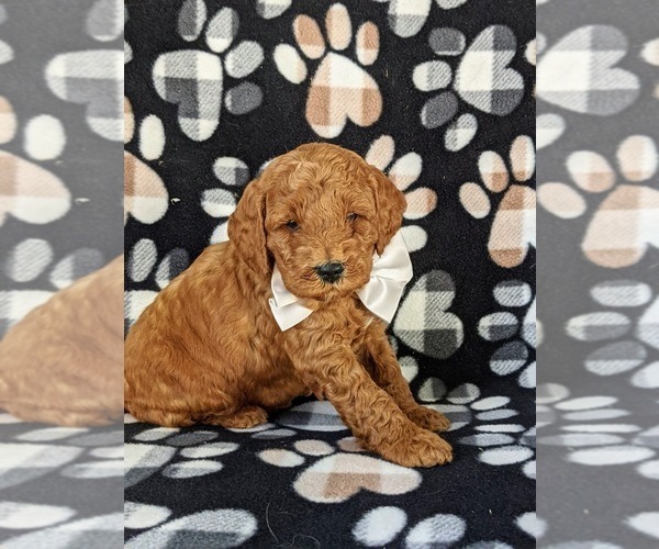Medium Photo #2 Double Doodle Puppy For Sale in NOTTINGHAM, PA, USA