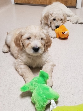 Medium Photo #15 Goldendoodle Puppy For Sale in CITRUS HEIGHTS, CA, USA