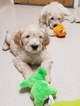 Small Photo #15 Goldendoodle Puppy For Sale in CITRUS HEIGHTS, CA, USA
