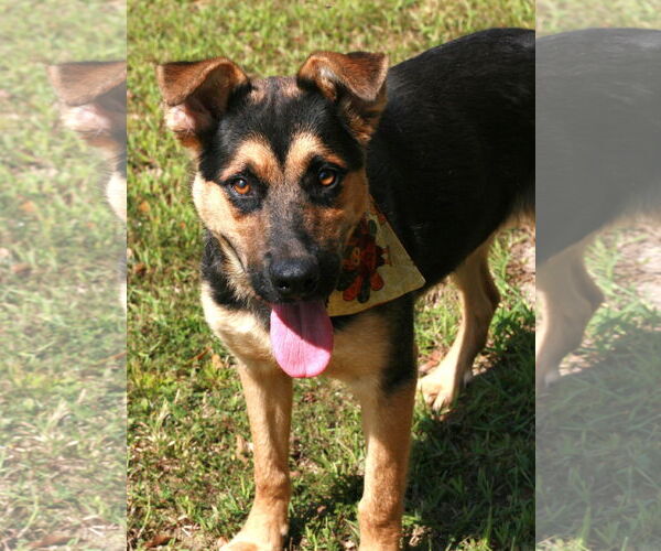 Medium Photo #4 German Shepherd Dog-Unknown Mix Puppy For Sale in Attalka, AL, USA